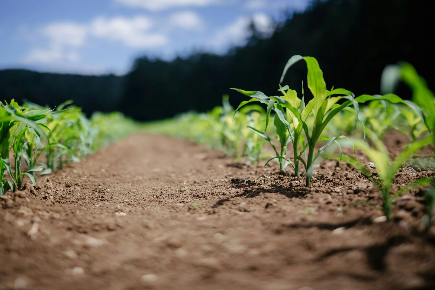 Smart farming in Kenya